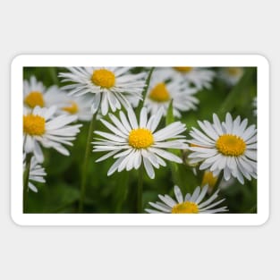 Closeup white daisies Sticker